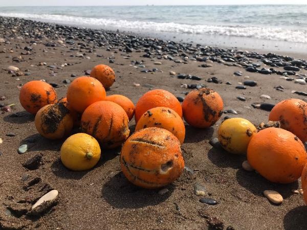 İlçeden geçen Arpaçbahşis Deresi'ne atıldığı iddia edilen portakallar, denize taşınarak, dalgalarla kıyıya vurdu.