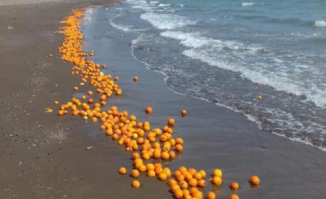 Kumsalda biriken çürük portakallar, kirliliğe neden olurken, sahilde yürüyüş yapanlar fotoğraflarını çekti.