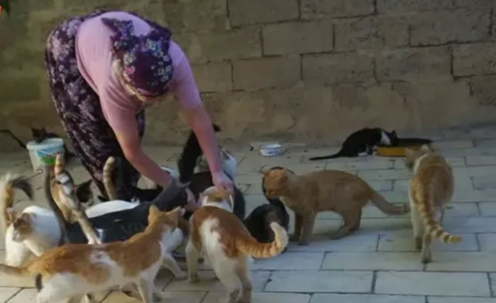 Türk lirasındaki rekor değer kaybı hayvan mamalarını da vurdu