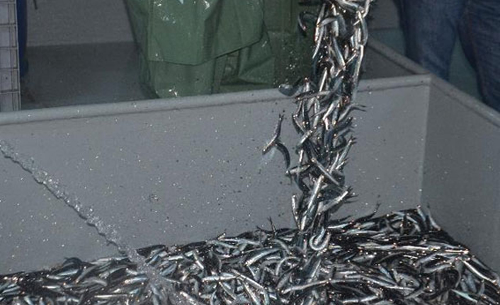 Uzmanından balık avcılığı için kritik uyarı: Yasak alan ilan etmemiz gerekiyor