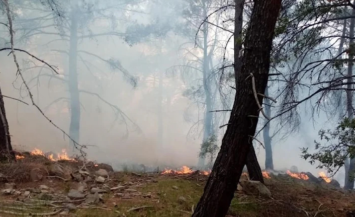 İzmir'de orman yangını: 12 hektarlık alan alevlere teslim oldu