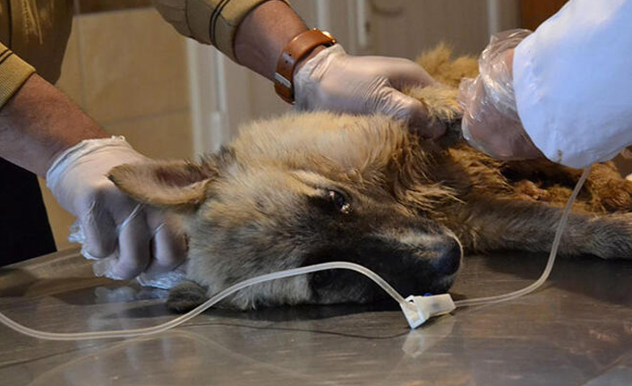 Manisa'da köpek katliamı: Tarım ilaçlı tavuk eti ile öldürdüler