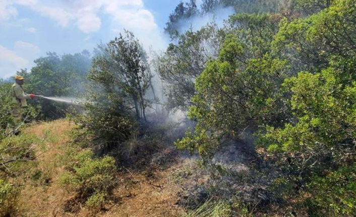 Manisa'da orman yangını 