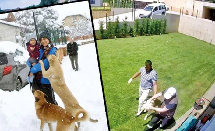 Kocaeli'nde skandal olay: Belediye ekipleri, bir evin bahçesindeki köpekleri uyutup götürdü!